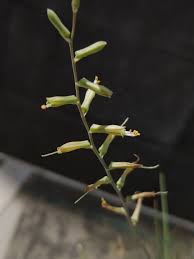 Image result for Aloe welwitschii