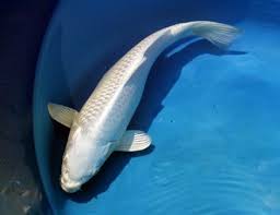Badan ikan berwarna biru dengan garis membujur putih di bagian perut dan ada warna merah yang sejajar di bagian sirip bawah. 54 Jenis Ikan Koi Dengan Variasi Corak Yang Harus Kamu Tahu