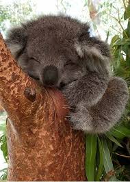 Uyuyan Bebek Koala Cok Sirin Hayvanlar Hayvan Bebekler Hayvan Resimleri