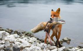 Image result for foxes images