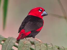 Black Bird With Yellow Belly Black Bellied Seedcracker Pyrenestes Ostrinus By Nik Borrow The Borrowers Black Belly