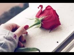 Whatsapp Status Tu Mila To Khuda Ka Romantic Song Youtube Single Red Rose Girly Dp Read Rose