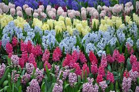 Think of perennials as the foundation. Come Back Kids When Will My Perennials Return In The Spring Rozanne And Friends