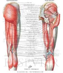 Vastus medialis, intermedius, lateralis and rectus femoris muscles. Atlas Of Human Anatomy 3e