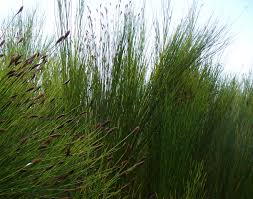 Image result for Platycaulos quartziticola