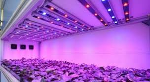 Led strip grow lights canada. Led Strip Grow Light Best Led Grow Lights Grow Lights For Plants Led Grow Lights