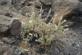 Image result for Aerva leucura