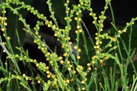 Image result for Psilotum nudum