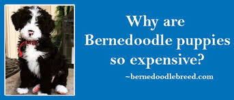 This combination is called the f1 bernedoodle (or a first generation cross). Why Bernedoodle Puppies Are So Expensive They Are High Demand Puppies