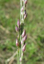 Image result for Panicum coloratum