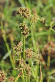 Image result for Fuirena ciliaris