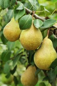 While such a cut may seem extreme, your planting job will only be complete when you've. How To Plant Fruit Trees And Why Fall Is The Best Time To Plant