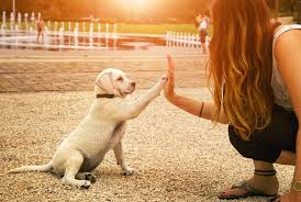 Advantages of figo pet insurance: Figo Pet Insurance Review For 2020 Plans Coverages Ratings More