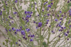 Image result for Neorautanenia mitis