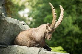 Nature - Animaux - Bouquetin - Montagne - Photographie - Wallpaper - Free -  Le Monde des Gifs