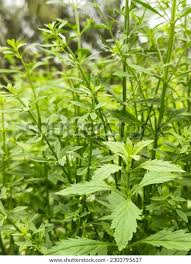 Image result for Scoparia dulcis