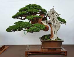 Explore meoxiem's photos on flickr. Bonsai Bonsai Art Bonsai Tree Juniper Bonsai