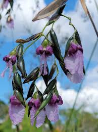 Image result for Thalia geniculata