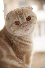 Untitled By Dmitriy Marj 500px Pedigree Cats Cat Scottish Fold Cute Cats