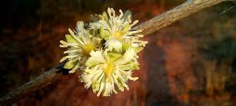 Image result for Cassipourea mollis
