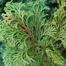 Image result for Chamaecrista gracilior