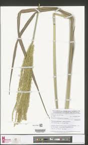 Image result for Phacelurus gabonensis