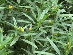 Image result for Stylosanthes