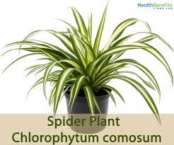 Check spelling or type a new query. Spider Plant Facts And Health Benefits