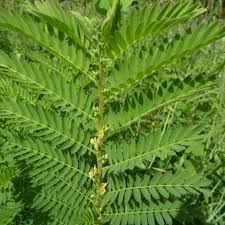 Image result for Chamaecrista nigricans
