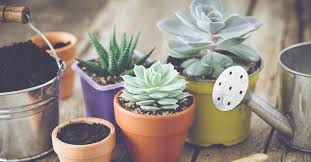 Básicamente, las suculentas es el nombre genérico que se le ahora que ya sabemos exactamente qué son las plantas suculentas, vamos a ver los detalles y diferencias entre los cactus y las crasas. 5 Plantas Suculentas De Interior Sencillas De Cultivar Blog Verdecora