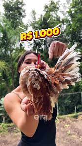 O Nascimento dos Pintinhos Serama na Chocadeira | TikTok
