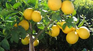 Image result for meyer lemons