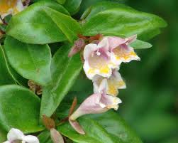 Image result for Geigeria engleriana