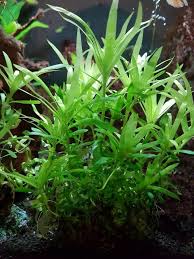 Image result for Heteranthera