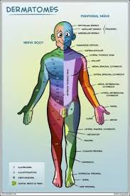 Dermatomes Nerve Roots And Peripheral Nerves By Alyson