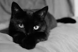 American Shorthair Black And Grey Cat American Short Hair Black Cat Black American Shorthair Cat American Shorthair Cats Is American Shorthair Cat Black American Shorthair Cute Cats And Kittens
