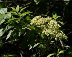 Image result for Microglossa