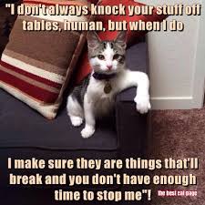Pin By Michael Bobo On Tat Cats Buy A Cat Funny Animals