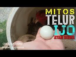 Promo ramadhan telur ayam bangkok pama mangon pakhoy birma hijau khoythai mangonthai khoyngon. Fenomena Telur Ijo Ayam Birma Youtube