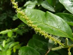 Image result for Antidesma membranaceum