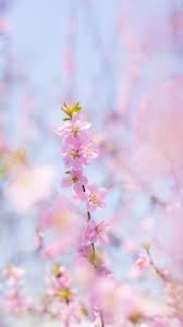 Check spelling or type a new query. Desktop Cute Pastel Wallpaper Flower 2800x1050 Download Hd Wallpaper Wallpapertip