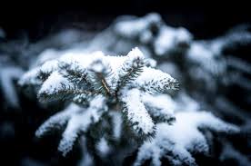 Evergreen trees can photosynthesize through the winter as long as they are not frozen and have access to water. Why Don T Evergreens Change Color And Drop Their Leaves Every Fall Universal Sci