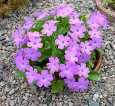 Image result for Primula x pubescens
