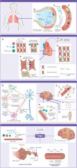 Maybe you would like to learn more about one of these? Long Covid Mechanisms Risk Factors And Management The Bmj