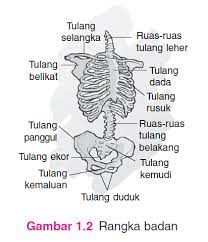 We did not find results for: Ipa 4 Sd Semester 1 Rangka Manusia Kegunaannya Cara Menjaga Dan Merawatnya Pintar Biologi