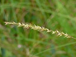 Image result for Sacciolepis indica