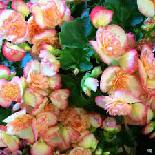 Image result for Begonia princeae