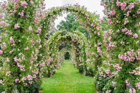 Rose Festivals In The U S Petal Talk Rose Garden Landscape Garden Pictures Amazing Gardens