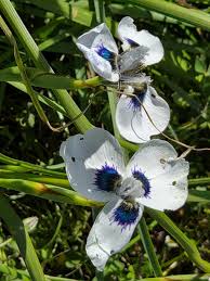 Image result for Moraea stricta