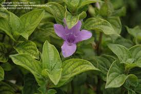 Image result for Barleria eylesii